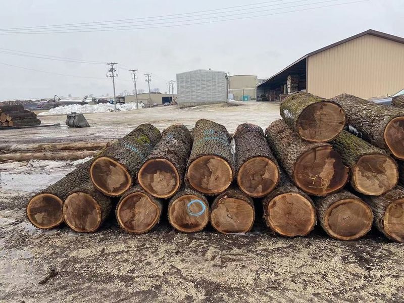 Trung Quốc Dongguan Yinghui Wood Industry Co., Ltd. hồ sơ công ty